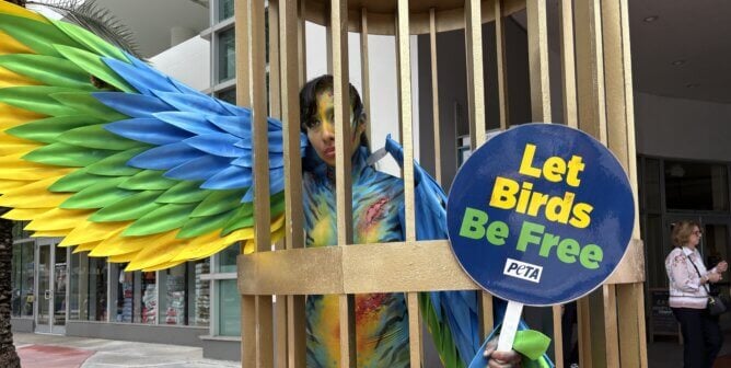 Body painted person in a makeshift cage and bird costume