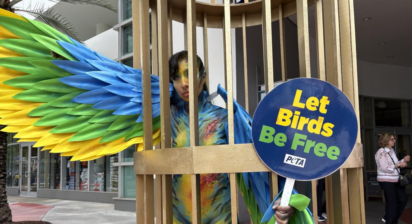 Body painted person in a makeshift cage and bird costume