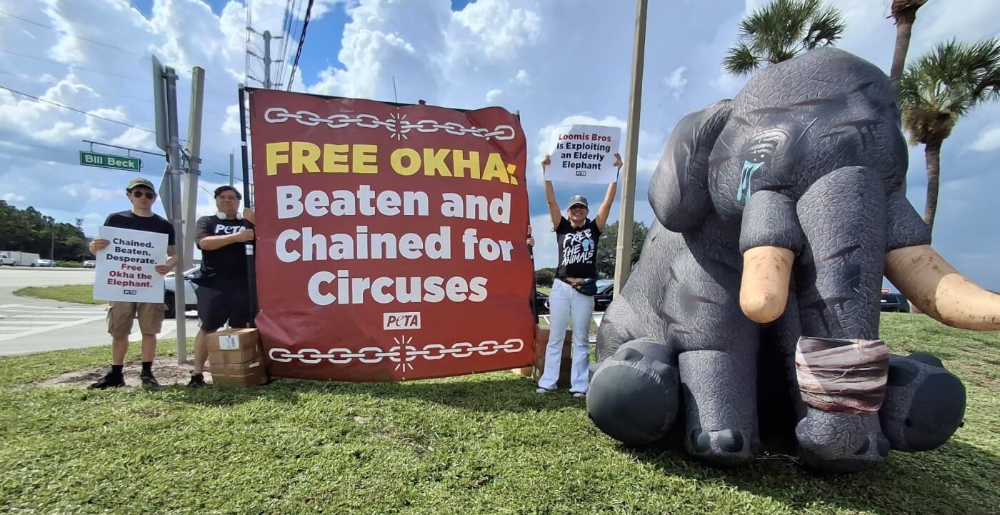 Free Okha demo