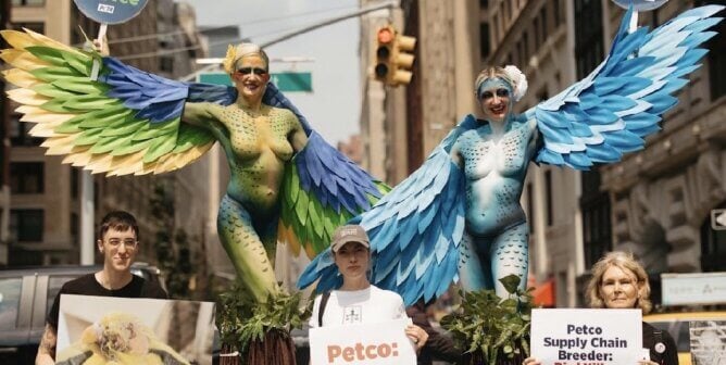 Two painted parakeet costumes