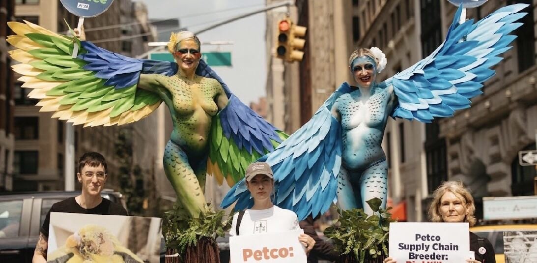 Two painted parakeet costumes