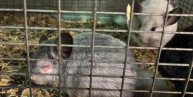 Chinchillas at breeder R and R chinchilla, which sells to the 'pet' and experimentation trades