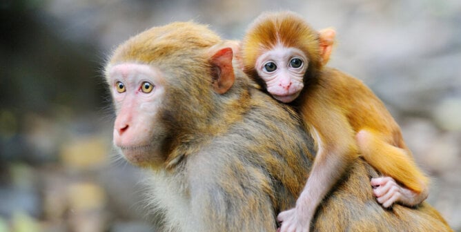 Baby rhesus macaque on their mother's shoulders
