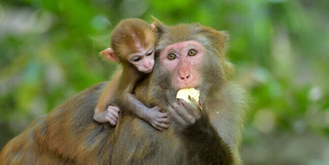 A baby rhesus macaque and their mother