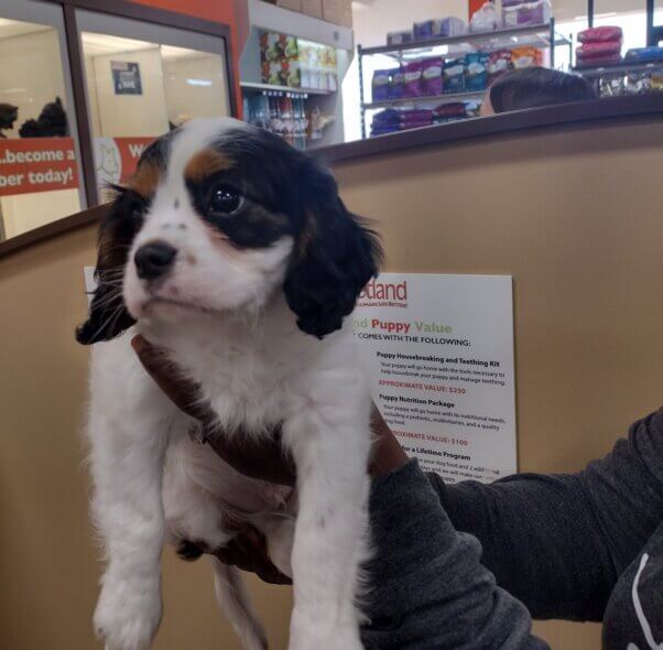 Seven, a Cavalier King Charles spaniel puppy, at Petland.