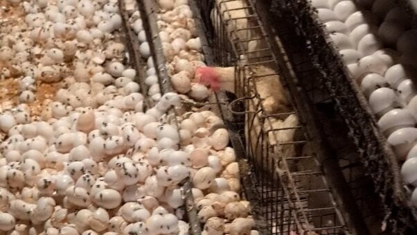 A hen in a cage and a huge pile of fly-covered eggs