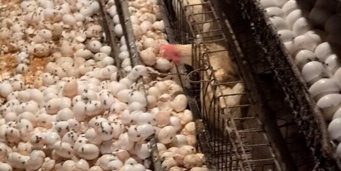 A hen in a cage and a huge pile of fly-covered eggs