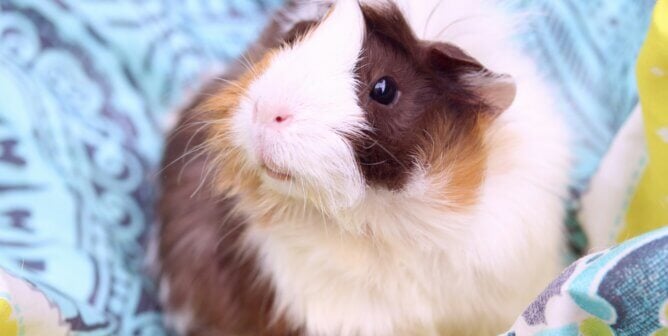 A guinea pig looking up from a blanket