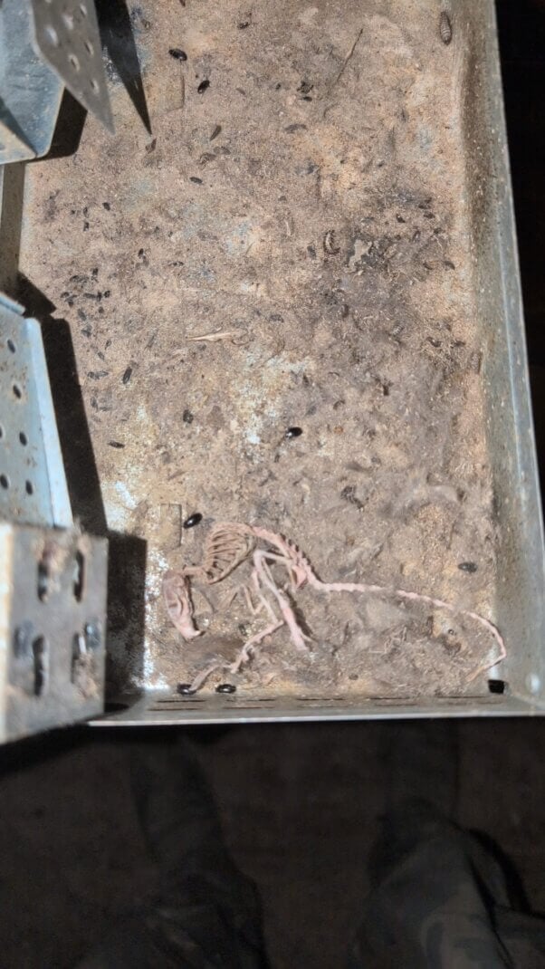 The skeletal remains of a chicken at shady Brae Egg Farms