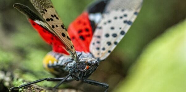 Spotted lanternfly