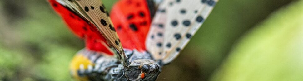 Spotted lanternfly