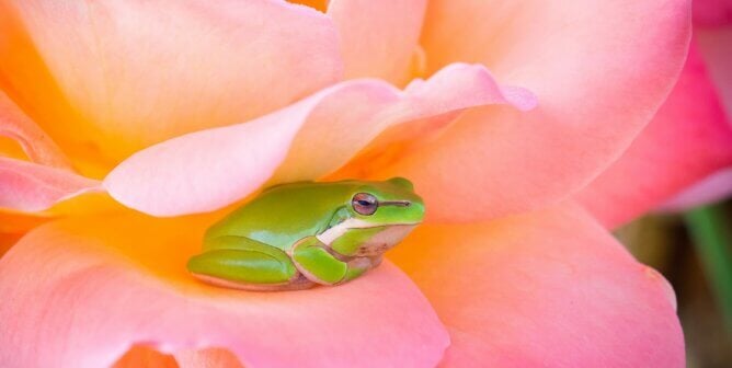 A frog tucked between two flower petals