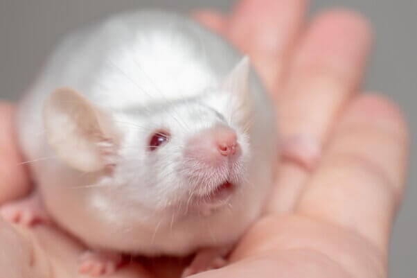 Cute white mouse sitting in hand