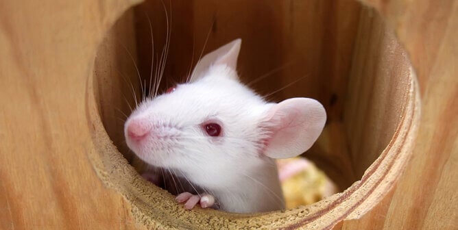white mouse peeping out the window of a wooden toy house
