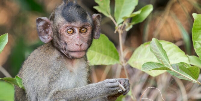 A Long-tailed Macaque sits and eats from a plant in Thailand, Asia.