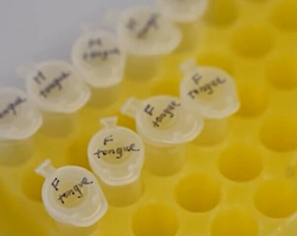 Close up of test tubes in a tray. The stoppers have labels readings 'F tongue'