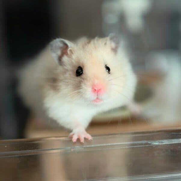 A small hamster