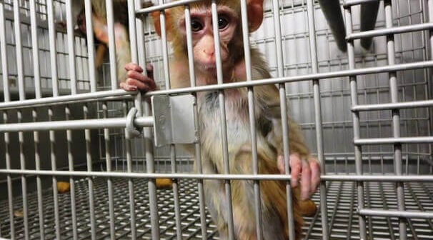 A baby monkey looks out from a barren steel cage.