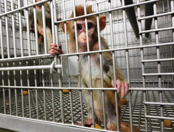‘I Have to Publish’: UW Experimenter Explains Why He Torments Baby Monkeys