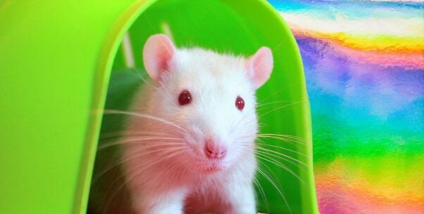 White rat in a green shelter