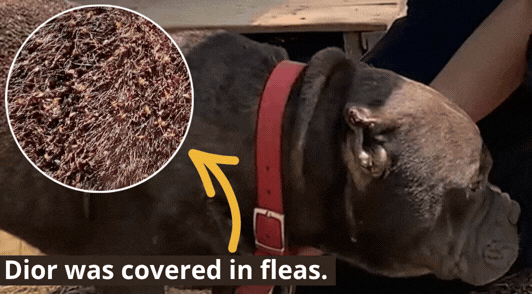 Dior the dog with a gif of the fleas on the dogs back