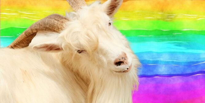 Goat over a rainbow background