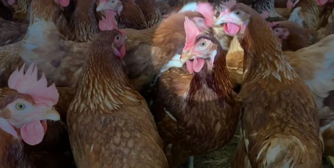Hen spotlit in photo of crowded hen