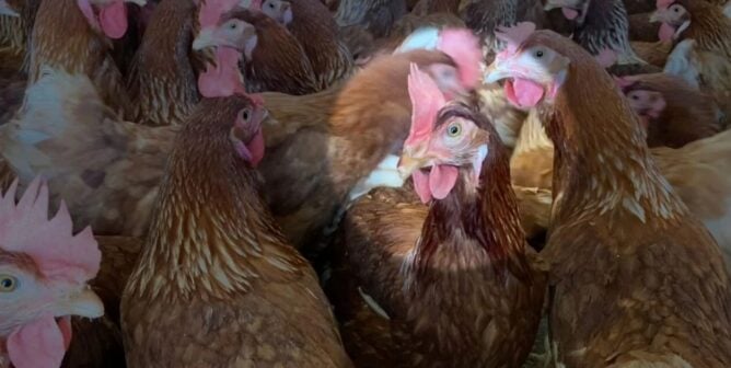 Red hens in cage