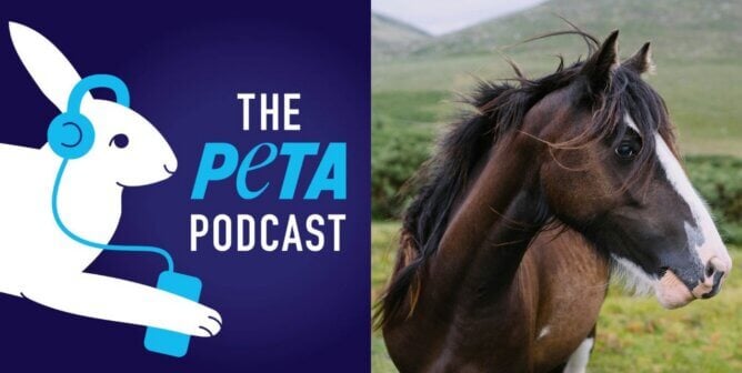 Horse podcast