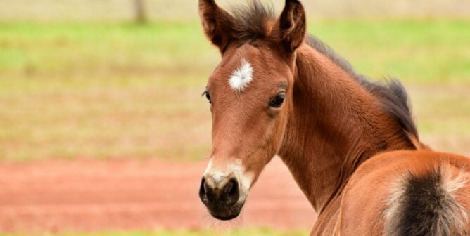 A brown colt looking at the viewer