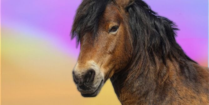 A brown horse