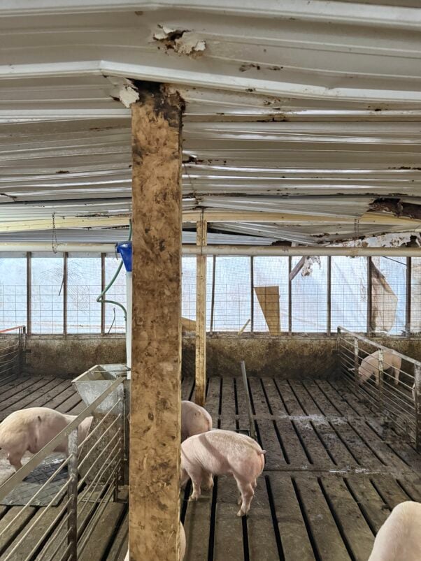 Pigs confined to a structurally unsound barn at what a whistleblower said is Smithfield Hog Production Green Hills Farm.