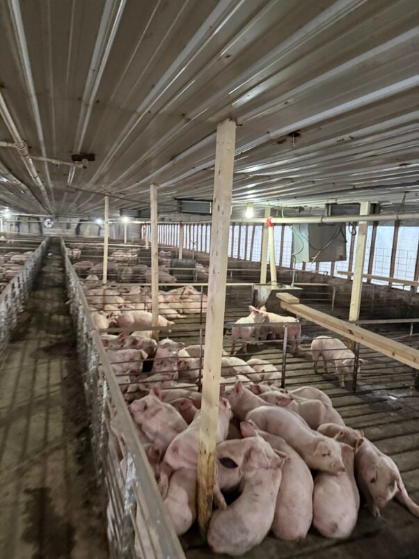 Pigs crowded together inside a barn at what a whistleblower identified as Smithfield Hog Production Green Hills Farm.