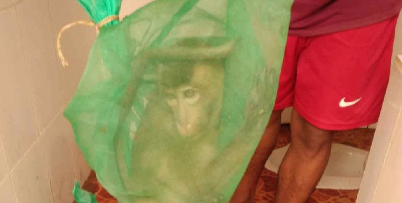 Monkeys, Weapons, and Drugs: Inside the Monkey-Smuggling Networks Supplying U.S. Labs