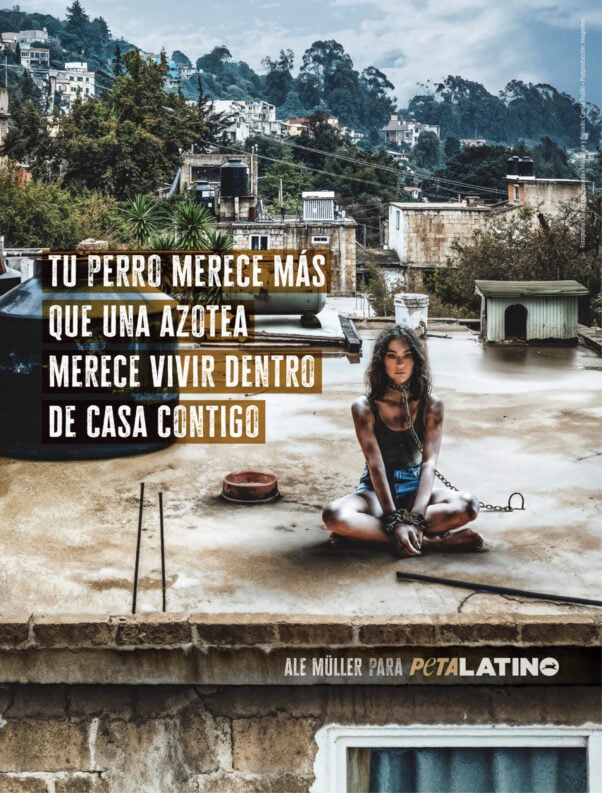 Ale Muller in a PETA Latino ad about dogs chained on rooftops