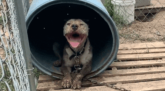 dog panting in the heat while chained up outside in a barrel