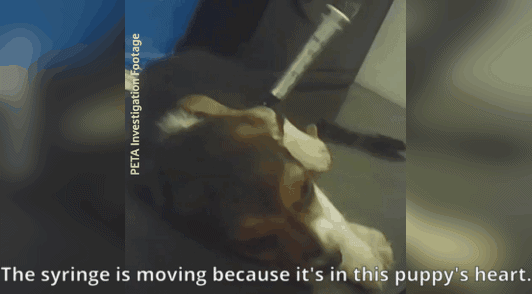 puppy with syringe in heart