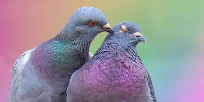 Two pigeons preening each other