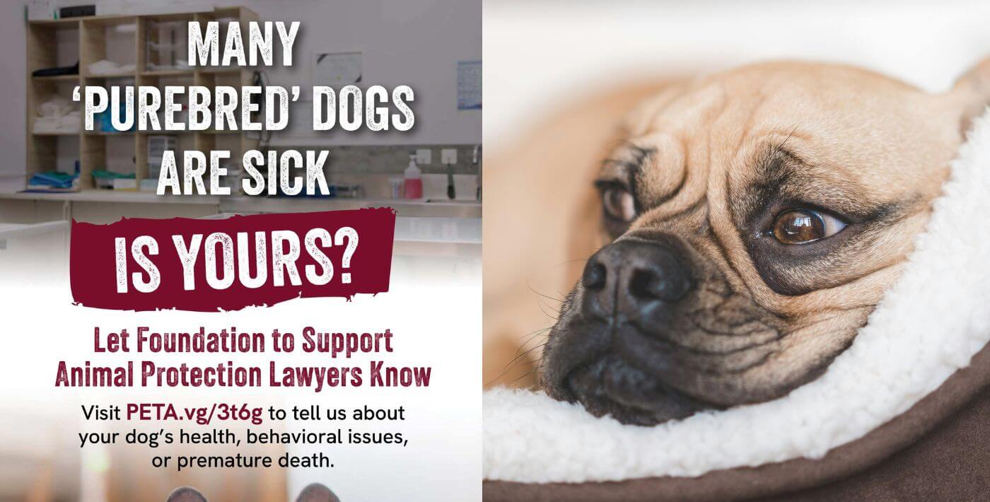 Many 'purebred' dogs are sick - is yours?