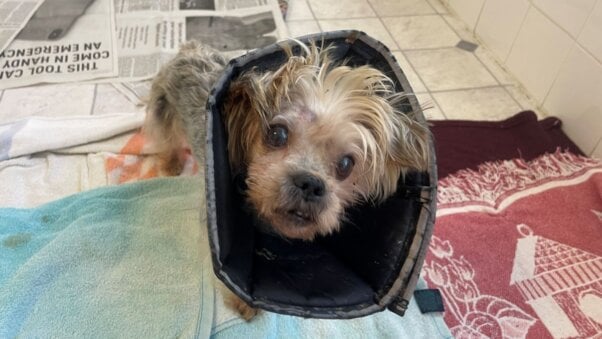 Rambo, a Yorkie who was badly beaten, then abandoned in a Norfolk field.