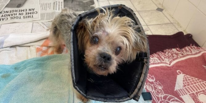 Rambo, a Yorkie who was badly beaten, then abandoned in a Norfolk field.