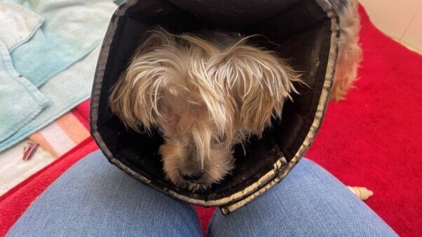 Rambo, a Yorkie who was badly beaten, then abandoned in a Norfolk field.