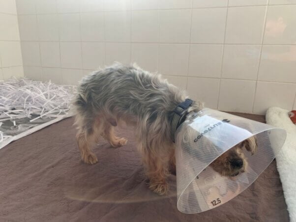 Rambo, a Yorkie who was badly beaten, then abandoned in a Norfolk field.