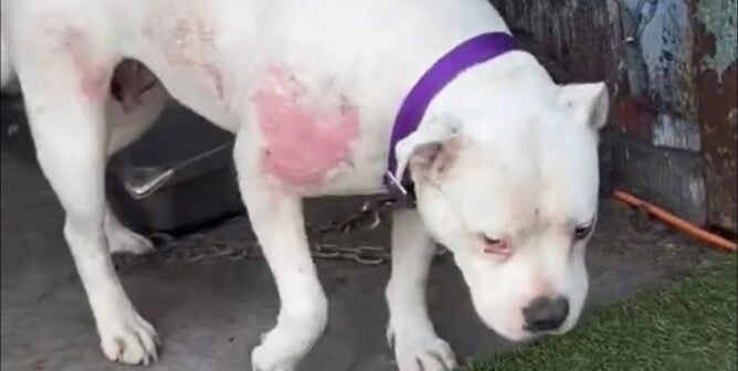 White dog with thinning fur and irritated skin