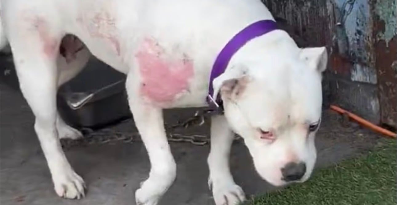 Mayor Bass Promised Action for Dogs Suffering on Skid Row. The Records Tell a Different Story.