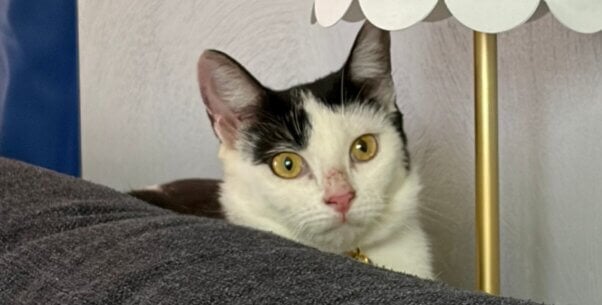 Sky, a black and white cat