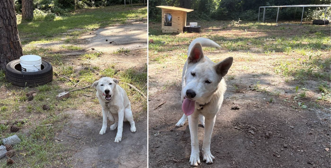 Before and after doghouse