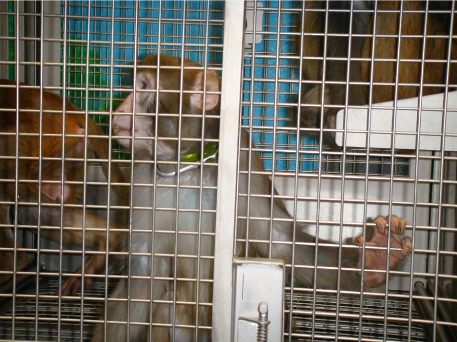 Monkey in a collar