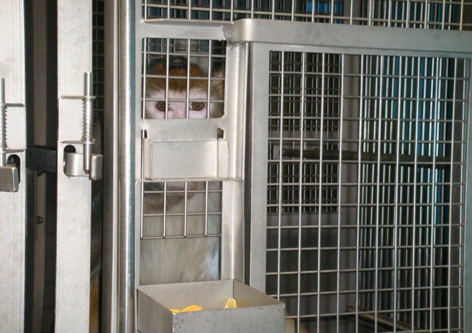 Monkey in cage
