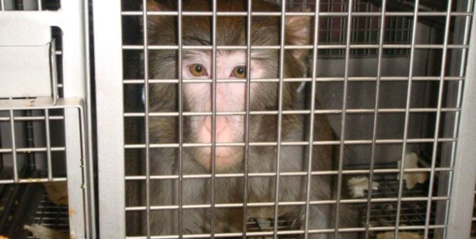 Monkey in cage